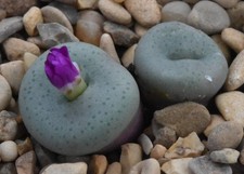 Conophytum francoisiae arm for sale  AYLESBURY