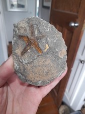 Fossil starfish for sale  NORTHWICH