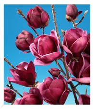 Magnolie genie winterhart gebraucht kaufen  Bensheim