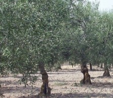 olive tree for sale olive tree for sale KING'S LYNN