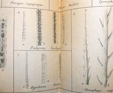 zoologia usato zoologia usato Roma