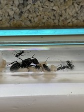Reine fourmis camponotus d'occasion  Rive-de-Gier