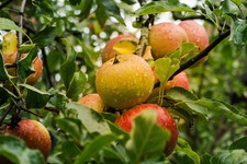 Apfelbaum stecklinge elstar gebraucht kaufen  Kaiserslautern