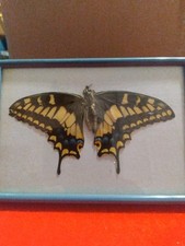 Vintage framed real for sale  Fort Mohave