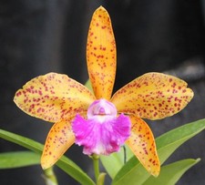 cattleya velutina for sale  Walnut