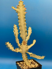 White ghost cactus for sale  Jacksonville