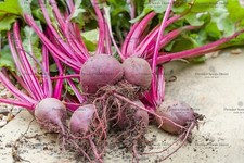 Beetroot boltardy plug for sale  WOODBRIDGE