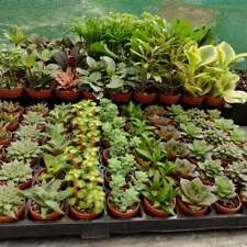 succulents quality plants for sale  Zellwood