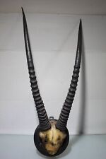 Antilopen geweih afrika gebraucht kaufen  Rethem