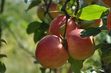Apfelbaum stecklinge cox gebraucht kaufen  Kaiserslautern