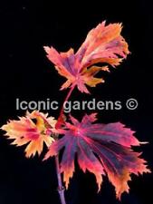 Rare japanese maple for sale  Stanwood