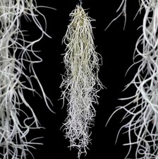 Bushy spanish moss for sale  LEIGH