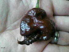 Carolina reaper cioccolato usato  Reggio Calabria