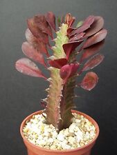 Cathedral cactus rare for sale  Miami