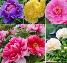 Lot peony flower for sale  Oxnard