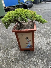 New zealand cypress for sale  LIVERPOOL