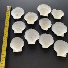 10x variety sizes for sale  CHESTERFIELD