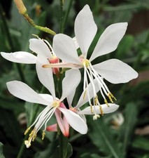 Gaura bride hardy for sale  GRIMSBY