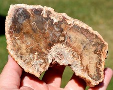 Bois fossile araucaria d'occasion  Rhinau