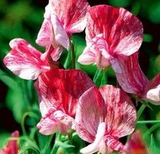 Sweet pea america for sale  LOUGHBOROUGH