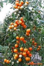 Tomate range ping gebraucht kaufen  Augsburg