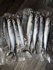 Whole mackerel iqf for sale  OKEHAMPTON