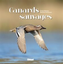 Canards sauvages matthieu d'occasion  France