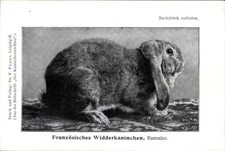 Französisches widderkaninchen gebraucht kaufen  Berlin
