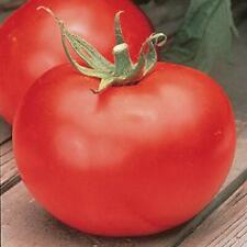 tomatoes heirloom for sale tomatoes heirloom for sale Tarpon Springs