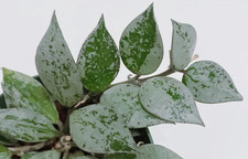 Hoya krohniana eskimo for sale  RAMSGATE