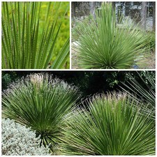 Semi dasylirion texanum usato  Nizza di Sicilia