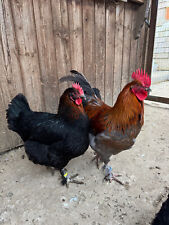 Hatching eggs marans d'occasion  Expédié en Belgium