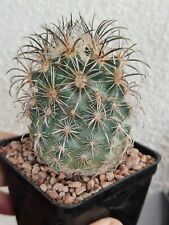 Coryphantha kracikii vaso usato  Modena