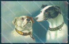 Animali cane levriero usato  Gambolo