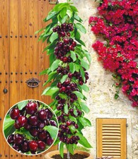 Säulenkirsche garden bing gebraucht kaufen  Bensheim