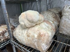 Lion mane mushroom for sale  Shelton