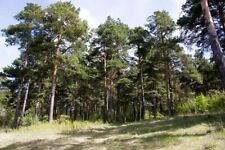 Samen waldkiefer pinus gebraucht kaufen  Frammersbach