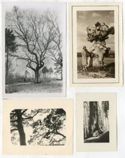 8 Fotos Silver Print Vernaculares Estudio De Árbol Bosque 1936/50 comprar usado  Enviando para Brazil