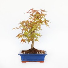 Kentis bonsai acero usato  Agliana