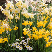 Narcissus rockery mixed for sale  UK