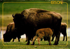 Bison cow calf for sale  Eugene