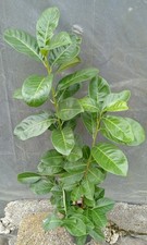 Lauroceraso prunus alt. usato  Vaprio d'Agogna