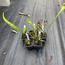 sarracenia for sale  MIRFIELD