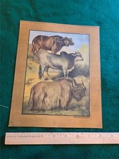 Large antique 8x10 for sale  Canonsburg