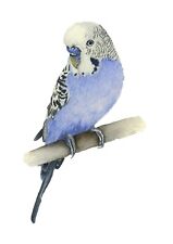 Purple budgie pet for sale  YEOVIL