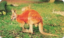 Kaenguru kangaroo kangourou gebraucht kaufen  Deutschland
