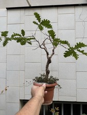 Roverella bonsai quercia usato  Italia