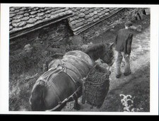 Cantal paysan mule d'occasion  Baugy