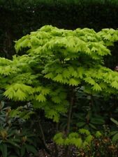 Ahorn shirasawanum aureum gebraucht kaufen  Zetel