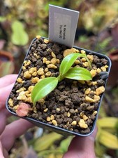 Nepenthes macrophylla seedgrow for sale  Rehoboth